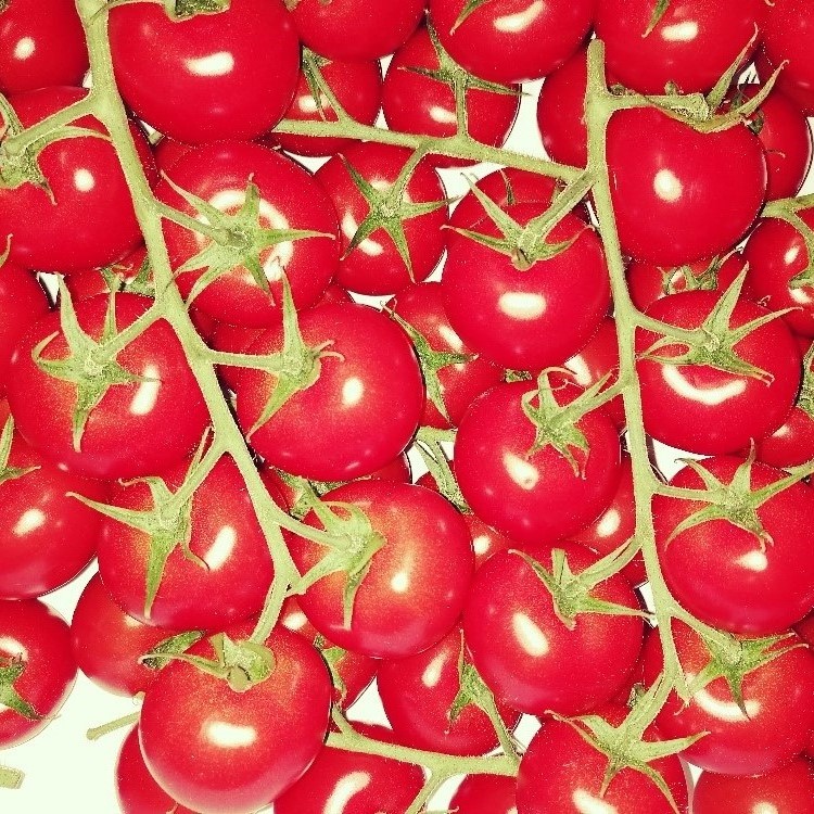 IMG_20200423_105153 Cocktailtomate - Rote Perle - – Bild 1