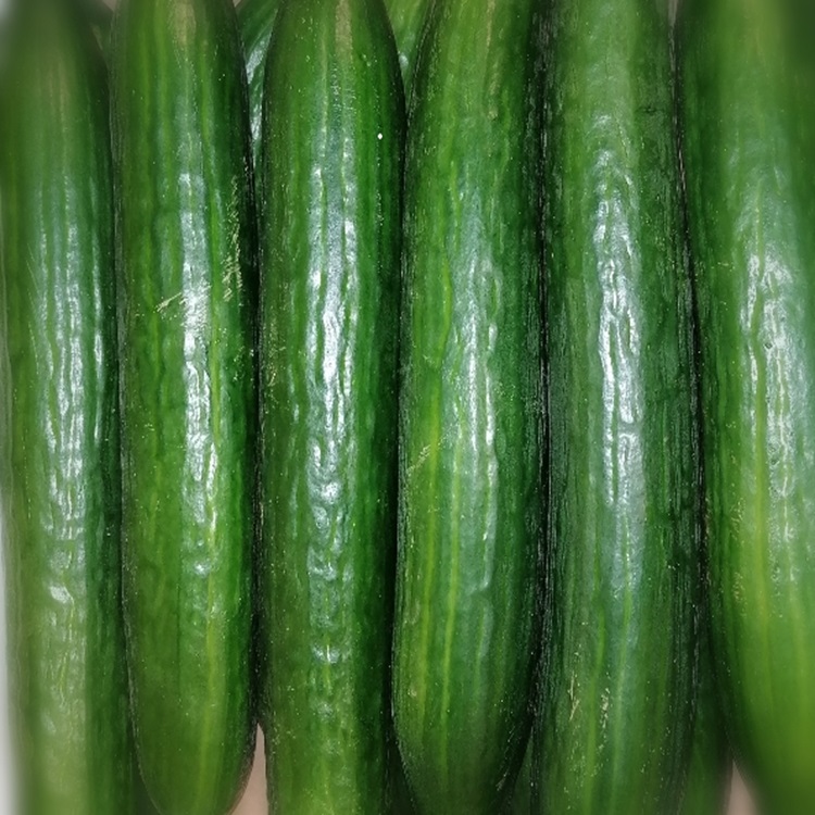 Salatgurke Gurke – Bild 1