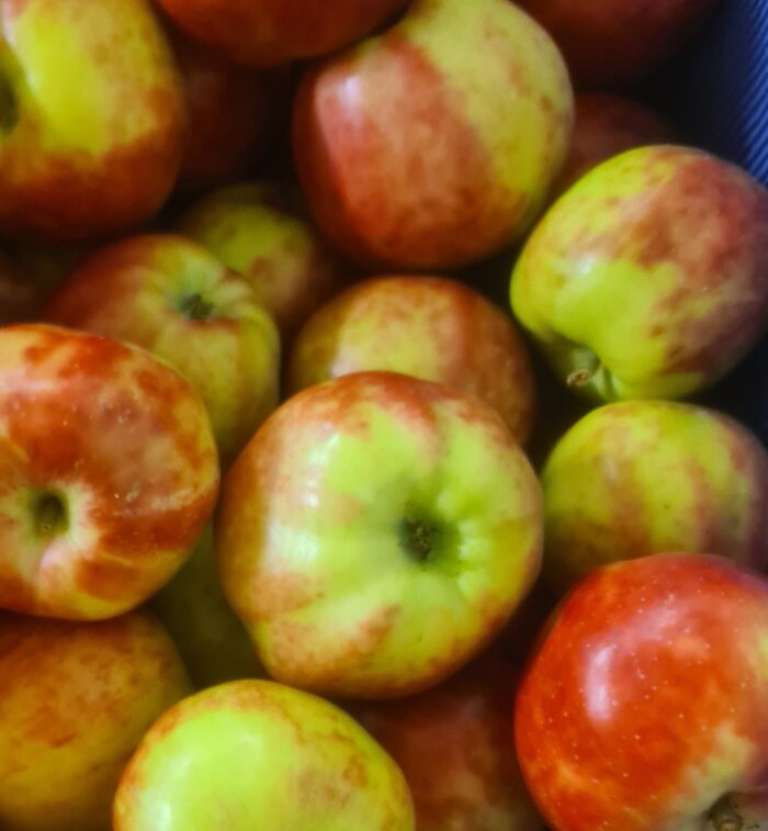 Äpfel Sorte: Gravensteiner – Bild 1