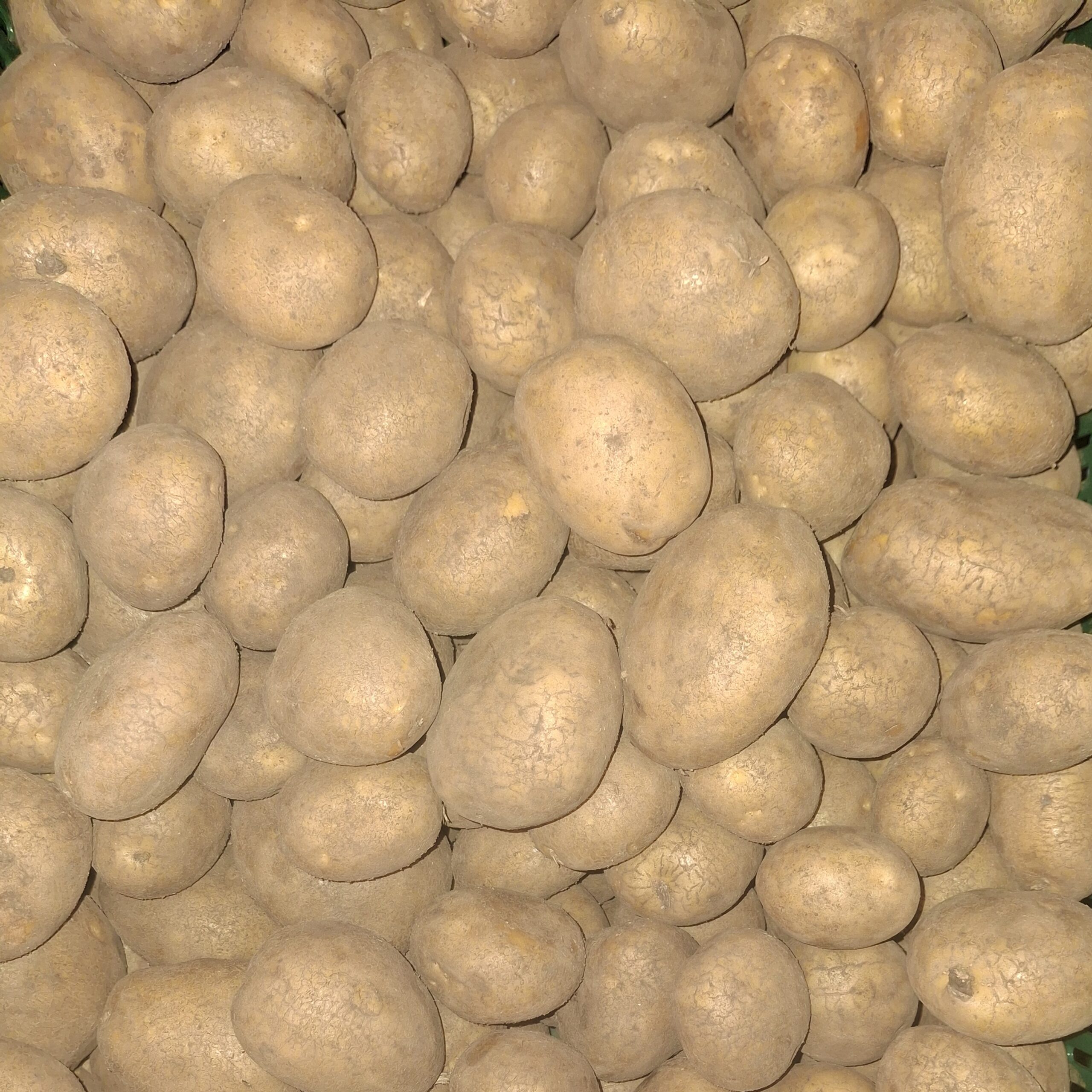 Afra Heidekartoffeln - mehligkochend – Bild 1