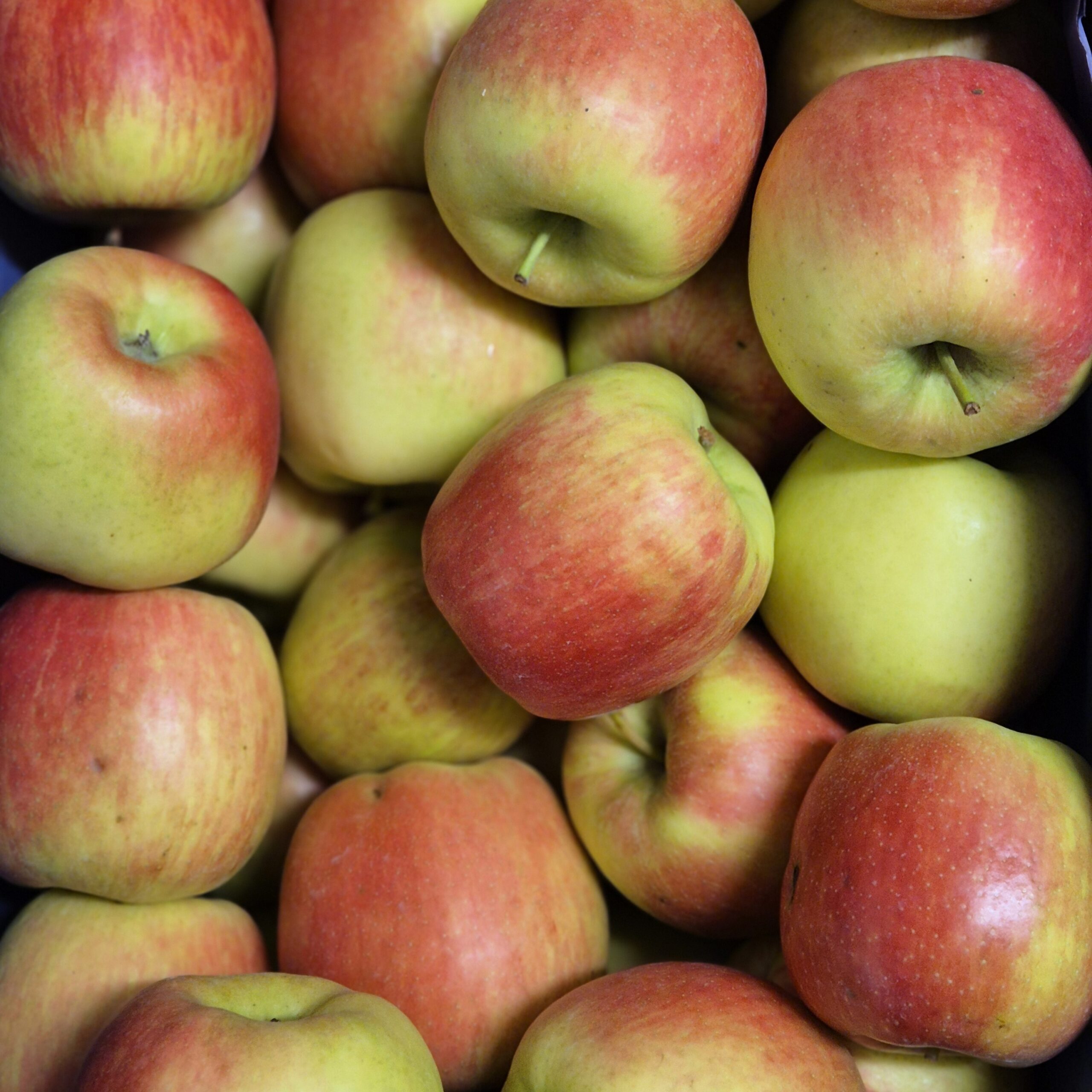 Delbar Apfel Sorte: Delbar – Bild 1