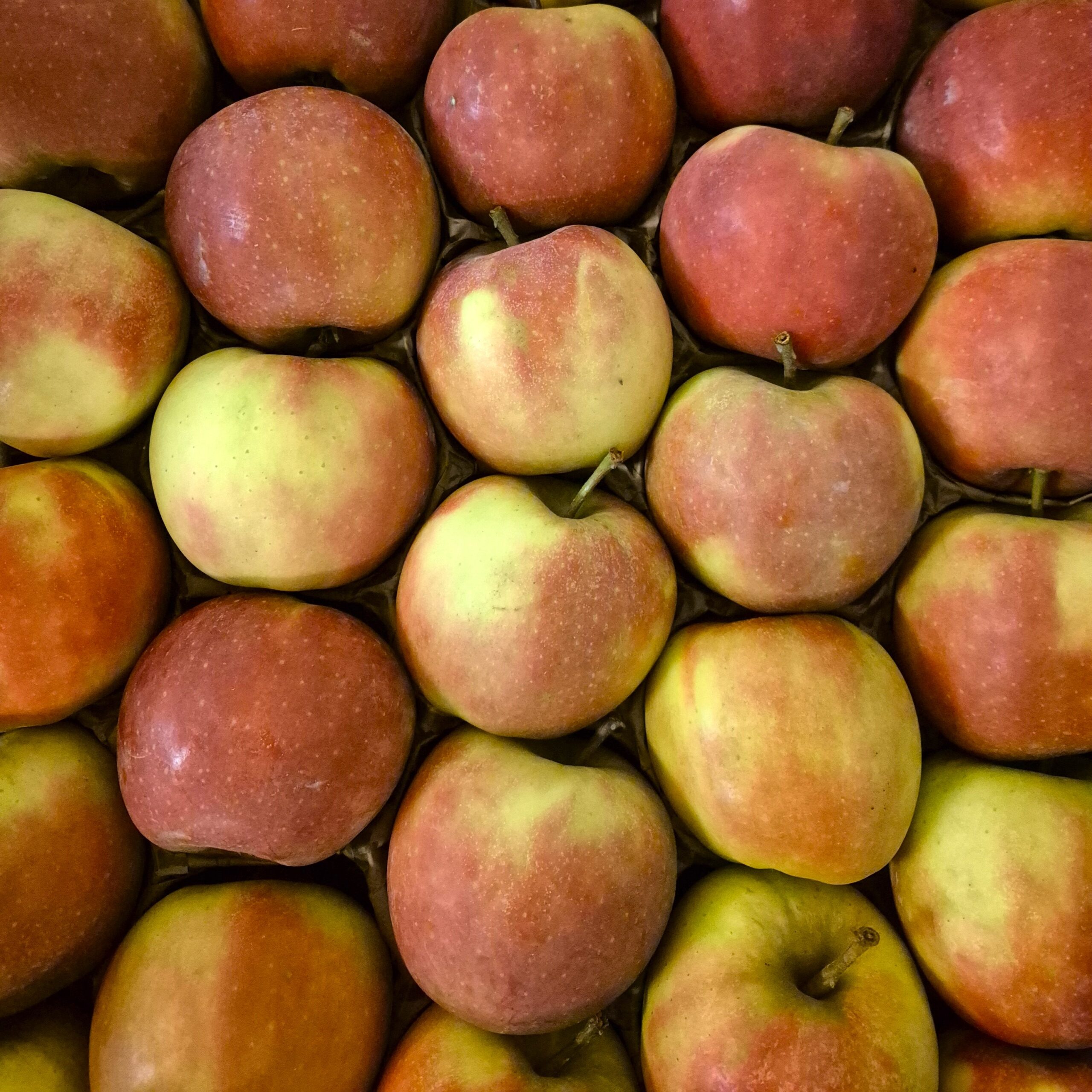 Elstar Apfel Sorte: Elstar – Bild 1