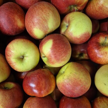 Apfel Sorte: Santana